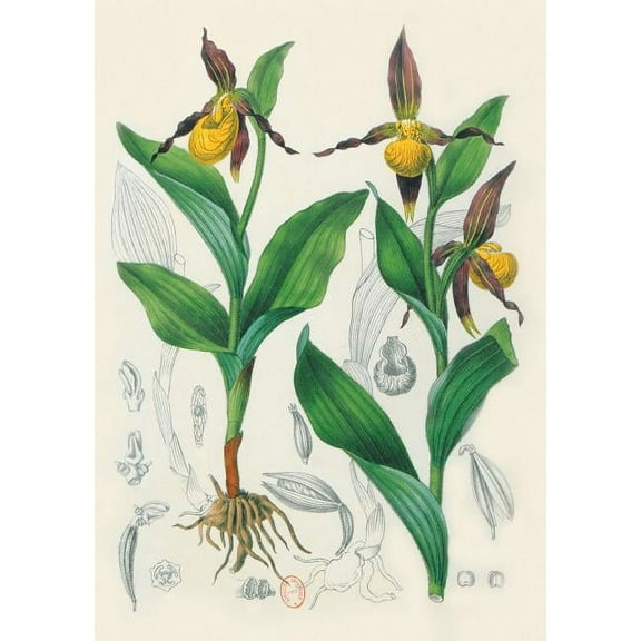 Bnf Botanique: Carnet Ligné Orchidée Jaune, Dessin 19e Siècle (Paperback)