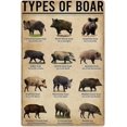 Boar Knowledge Types Of Boar Novelty Retro Metal Tin Sign, Funny Wall