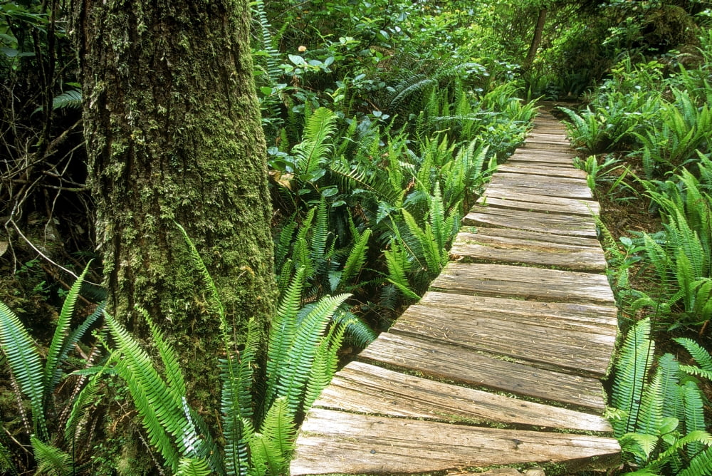Boardwalk Big Tree Trail In Temperate Rainforest Meares Island Tofino British Columbia Canvas Art - Mark Jurkovic Design Pics (18 x 12)