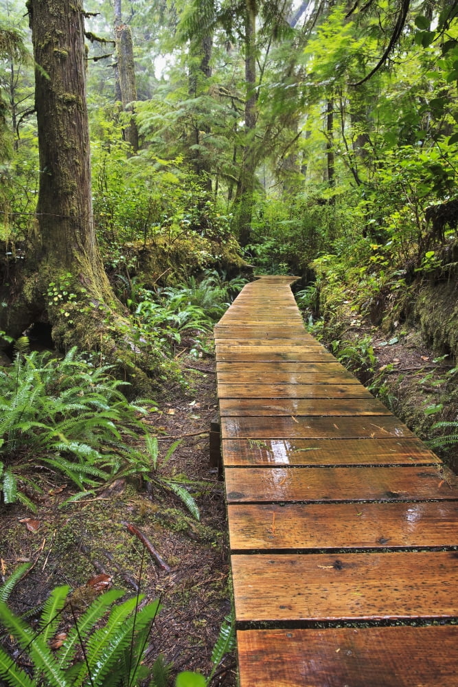 Boardwalk On The Rainforest Trail In Pacific Rim National Park Vancouver Island British Columbia Canada Canvas Art - Ken Gillespie Design Pics (12 x 18)