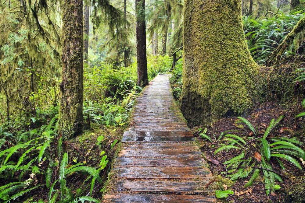 Boardwalk On The Rainforest Trail In Pacific Rim National Park Vancouver Island British Columbia Canada Canvas Art - Ken Gillespie Design Pics (18 x 12)