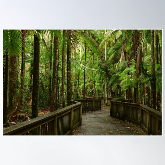 Boardwalk Through The Rain Forest Poster Wall Art, Modern Wall Decor, 12x18 UNFRAMED