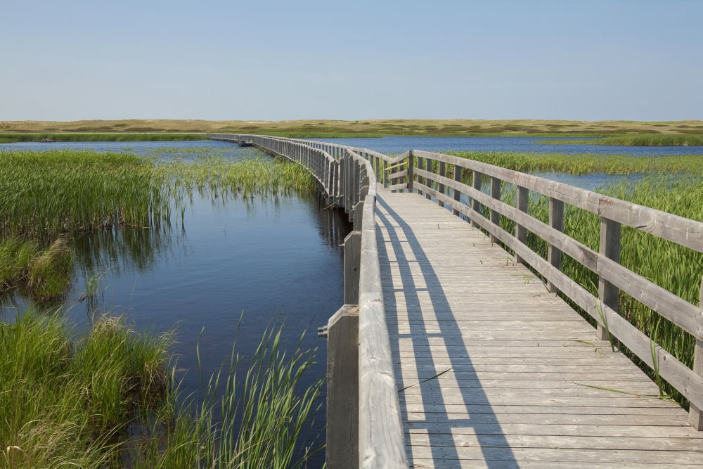 Boardwalk to beach on Greenwich Peninsula Prince Edward Island National Park Prince Edward Island Canada Canvas Art - Carl Bruemmer Design Pics (38 x 24)