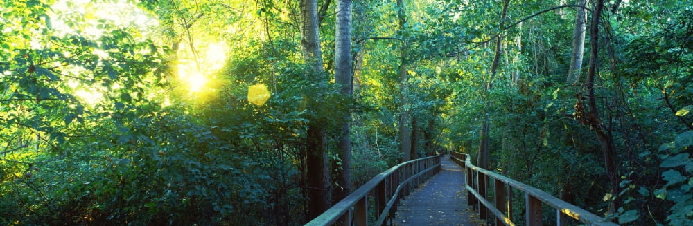 Boardwalk in a forest Crane State Park Ohio USA Canvas Art - Panoramic Images (36 x 12)