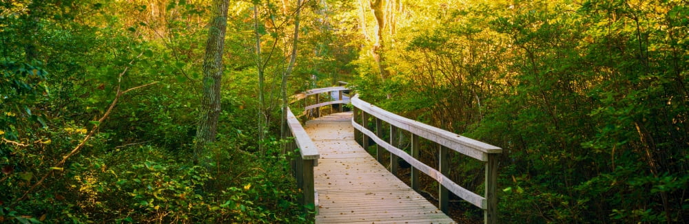Boardwalk passing through a forest Beech Forest Trail Provincetown Cape Cod Barnstable County Massachusetts USA Canvas Art - Panoramic Images (6 x 18)