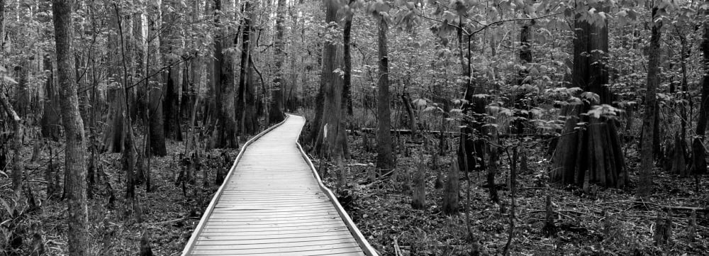 Boardwalk passing through a forest Congaree National Park South Carolina USA Canvas Art - Panoramic Images (13 x 36)