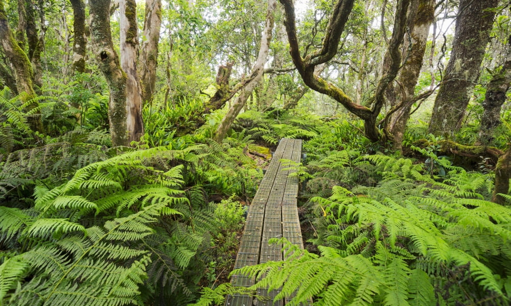 Boardwalk through Waikamoi Native Forest Preserve Maui Hawaii United States of America Canvas Art - MakenaStockMedia Design Pics (20 x 12)