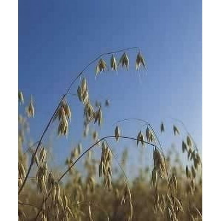 Bob Oats Grain Seed - 10 Lb.