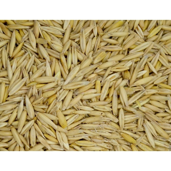 Bob Oats Grain Seed - 5 Lb.