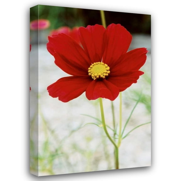 Bob Stefko 17x24 Gallery Wrapped Canvas Wall Art Titled - Red Cosmos I