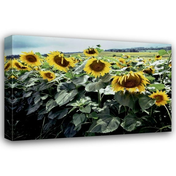 Bob Stefko 24x17 Gallery Wrapped Canvas Wall Art Titled - Sunflower Fields I
