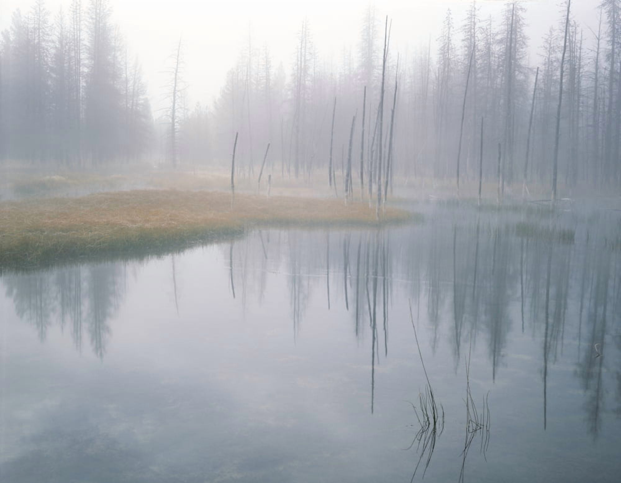 Bobby Sock trees mist and grass in a thermal area in Lower Geyser Basin Yellowstone National Park Wyoming Canvas Art - Panoramic Images (36 x 12)