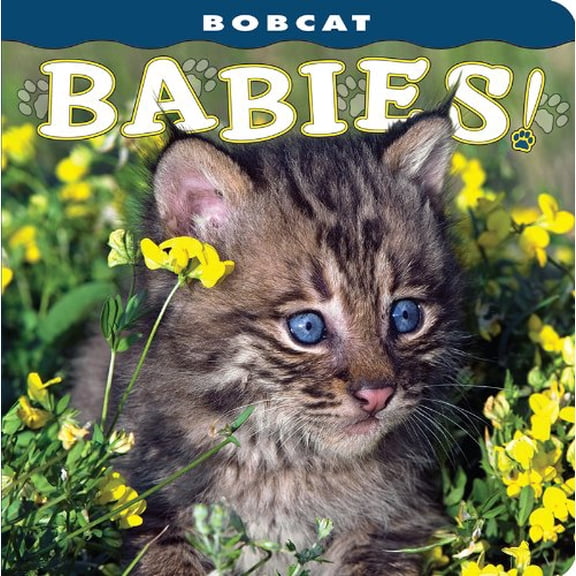 Pre-Owned Bobcat Babies! (Board book) 1560371331 9781560371335
