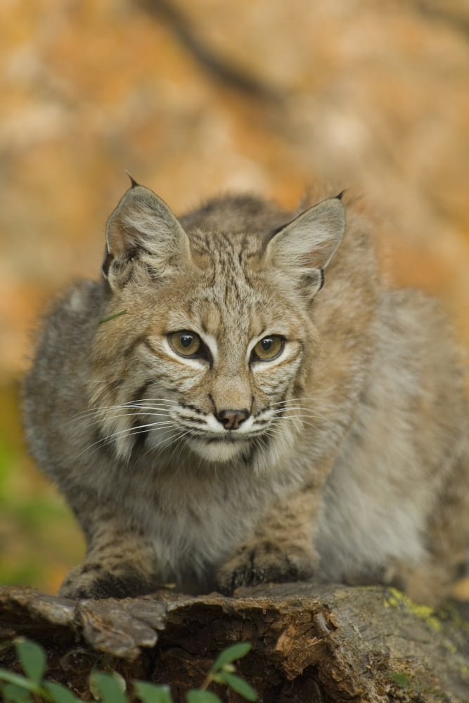 Bobcat (Felis Rufus) Canvas Art - Grambo Photography and Design Inc Design Pics (12 x 18)