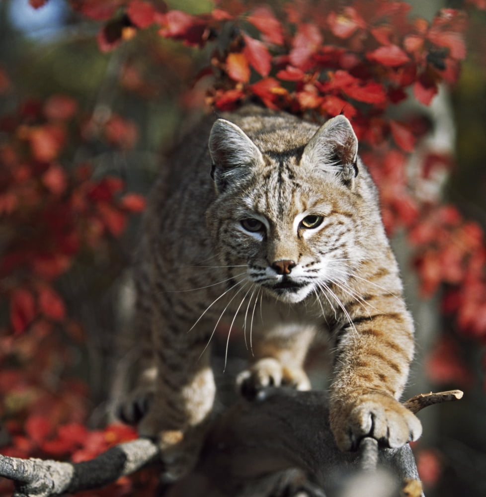 Bobcat (Felis Rufus) Walks Along Branch Through Red Leaves Of A Hawthorn In Autumn Canvas Art - David Ponton Design Pics (15 x 15)