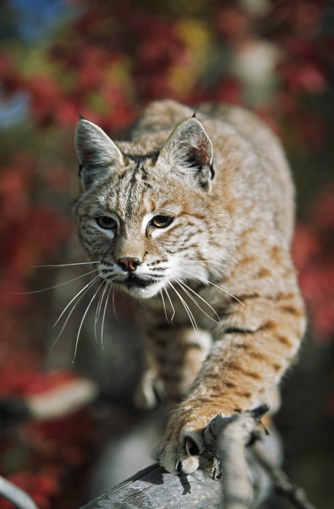 Bobcat (Felis Rufus) Walks Along Branch Through Red Leaves Of A Hawthorn In Autumn Idaho Usa Canvas Art - David Ponton Design Pics (12 x 19)