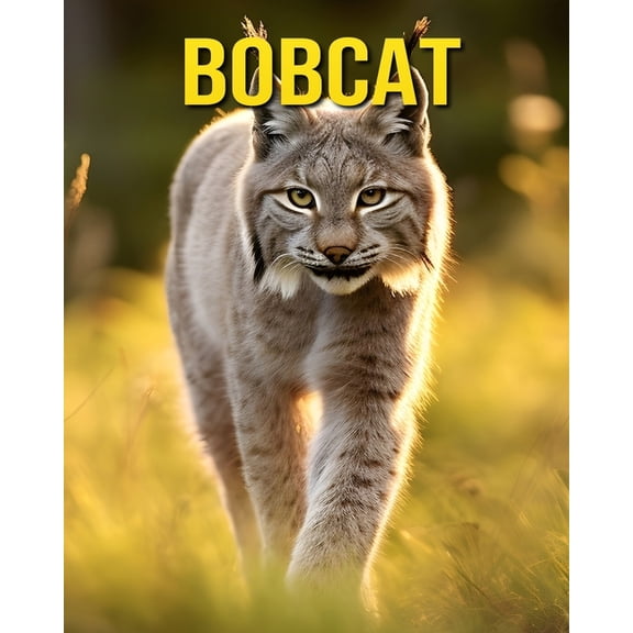Bobcat: Fun and Amazing Pictures About Bobcat, (Paperback)
