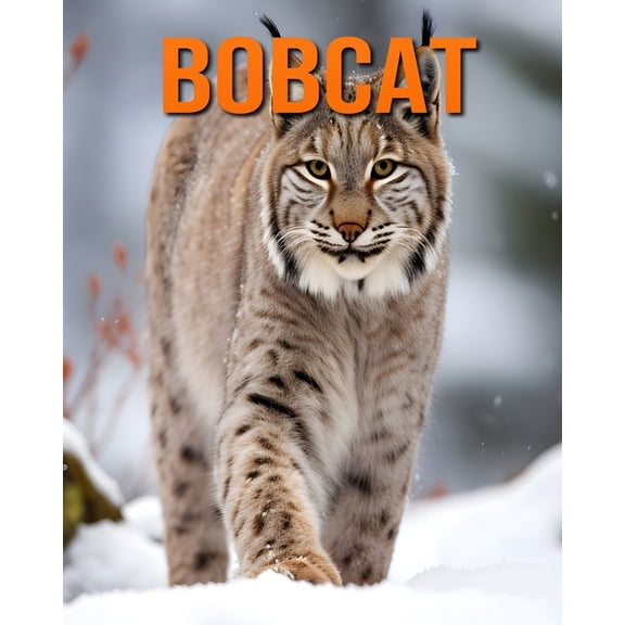 Bobcat: Fun and Fascinating Facts and Pictures About Bobcat, (Paperback)
