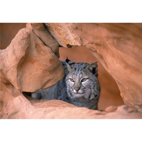 Bobcat In Sandstone Formation Poster Print
