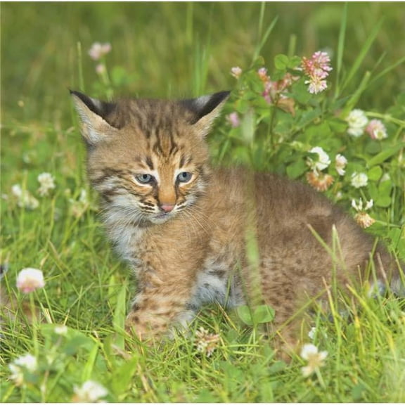 Bobcat Kitten Poster Print by John Pitcher - 14 x 14