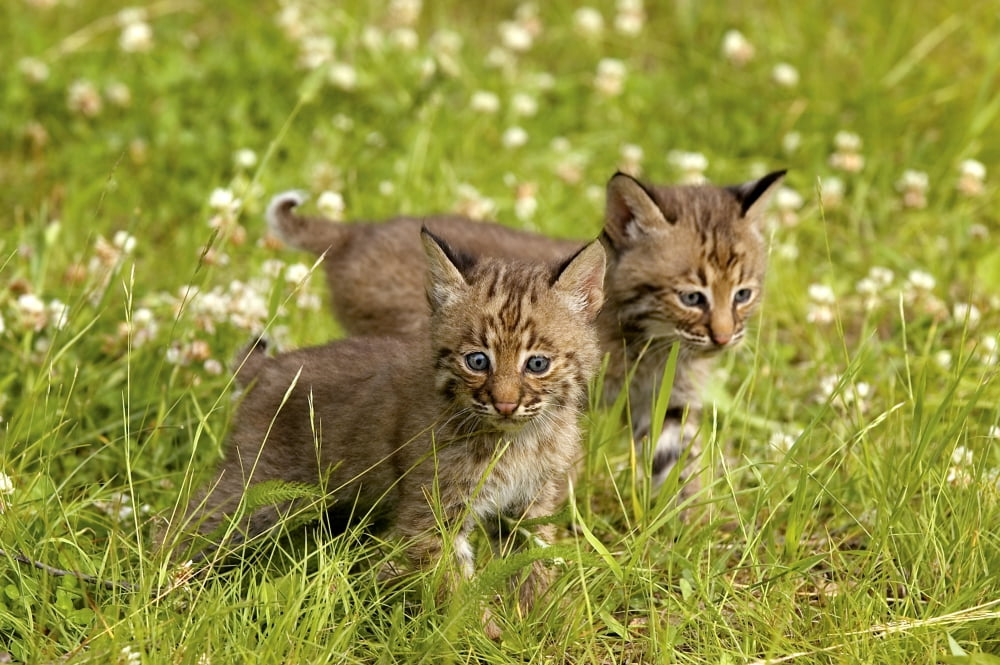 Bobcat Kittens Canvas Art - John Pitcher Design Pics (17 x 11)