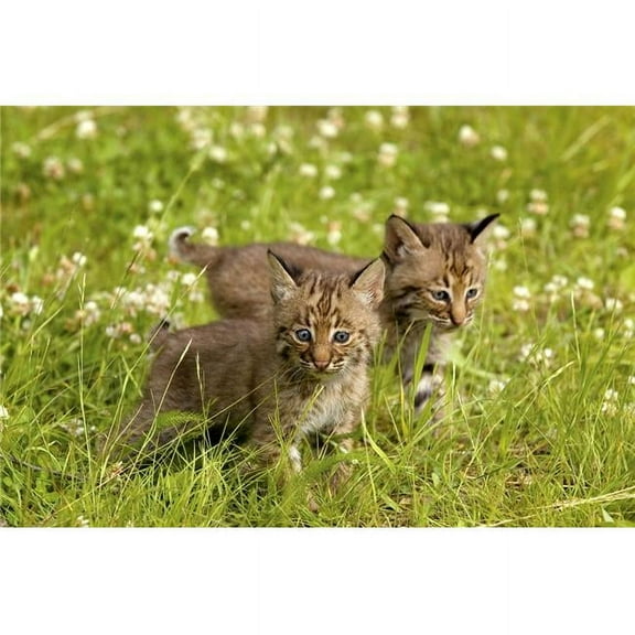 Bobcat Kittens Poster Print