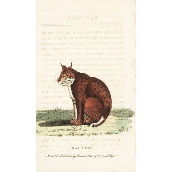 Bobcat, Lynx Rufus Poster Print By ® Florilegius Mary Evans (18 X 24)