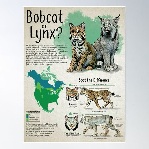 Bobcat Vs Lynx Comparison Identification Infographic Poster Wall Art, Modern Wall Decor For Living Room Bedroom, 8x12 UNFRAMED
