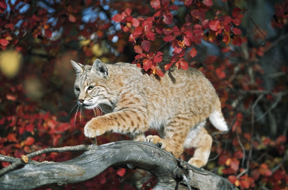 Bobcat Walks On Branch Through Hawthorn In Autumn Idaho Usa Canvas Art - David Ponton Design Pics (38 x 24)