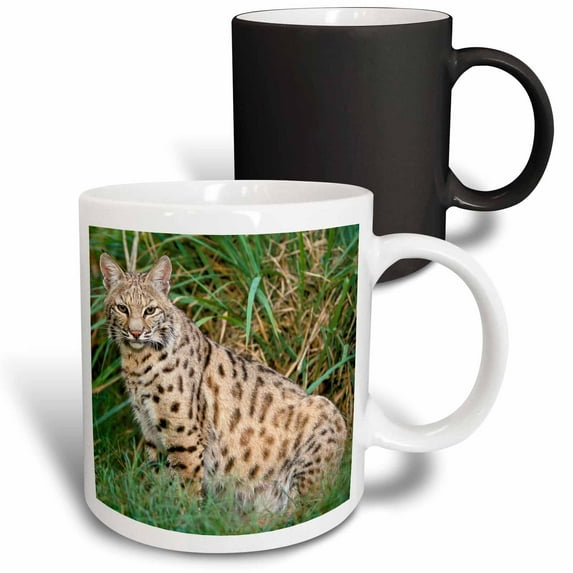 3drose, Bobcat Wildlife - Na02 Aje0287 - Adam Jones, 11oz Magic Transforming Mug