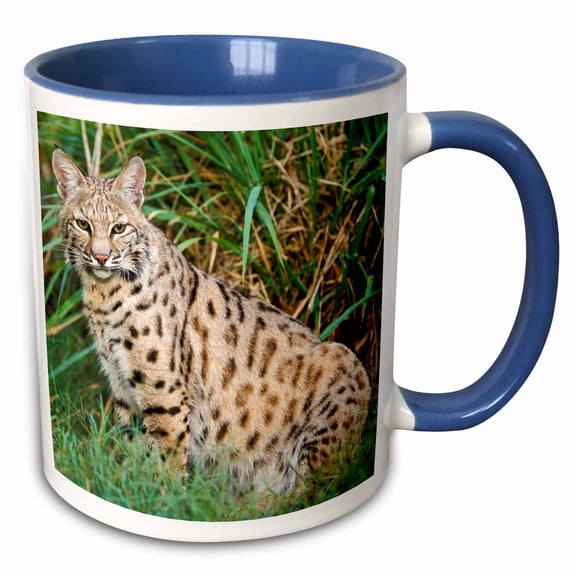 3drose, Bobcat Wildlife - Na02 Aje0287 - Adam Jones, 15oz Two-tone Blue Mug