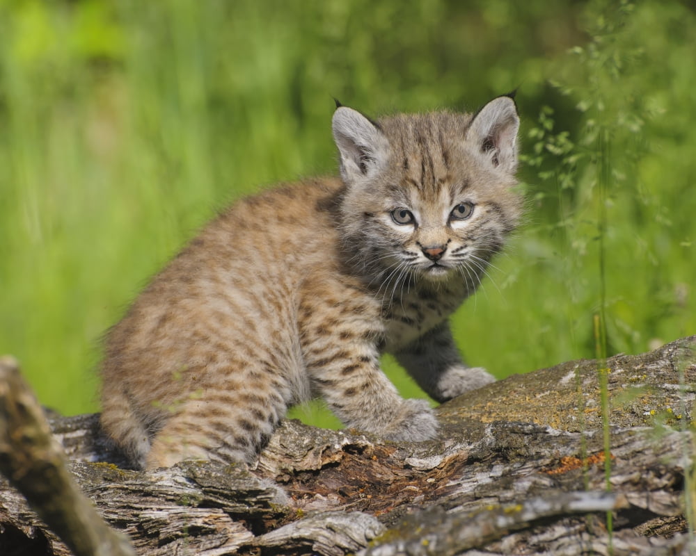 Bobcat kitten (Felis rufus) on log in spring Montana United States of America Canvas Art - Rebecca Grambo Design Pics (34 x 26)
