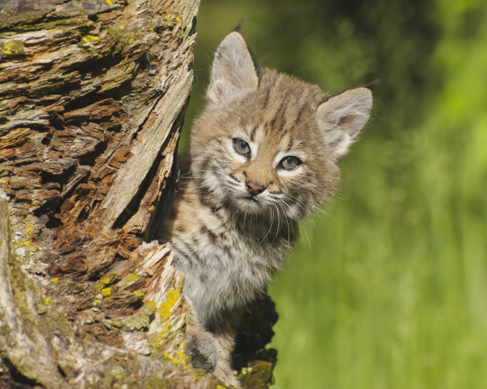 Bobcat kitten (Felis rufus) peeks out from behind log in spring Montana United States of America Canvas Art - Rebecca Grambo Design Pics (17 x 13)