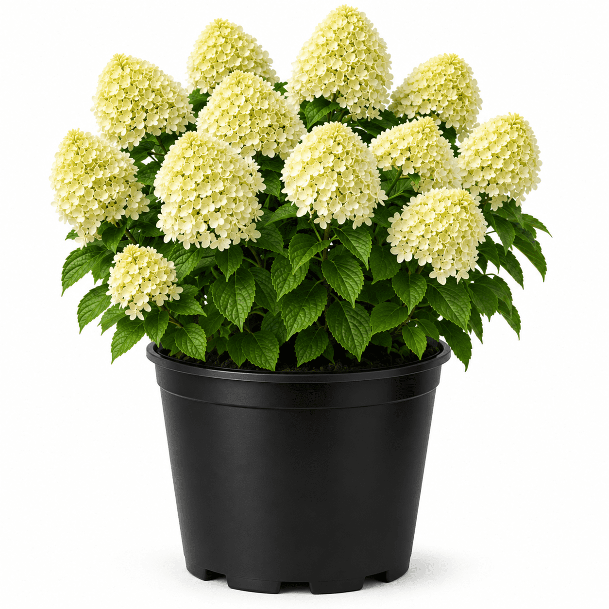 Bobo Hydrangea Plant, Compact Flowering Shrub with White and Pink ...