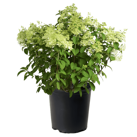 Bobo Hydrangea  2 Gallon Potted, Compact White Blooms Turning Pink, Hardy Flowering Shrub, Zones 38