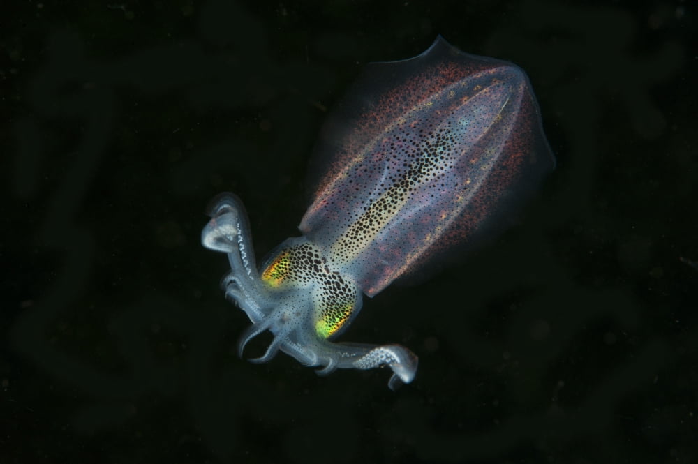 Bobtail squid North Sulawesi Indonesia Canvas Art - Beverly FactorStocktrek Images (18 x 12)