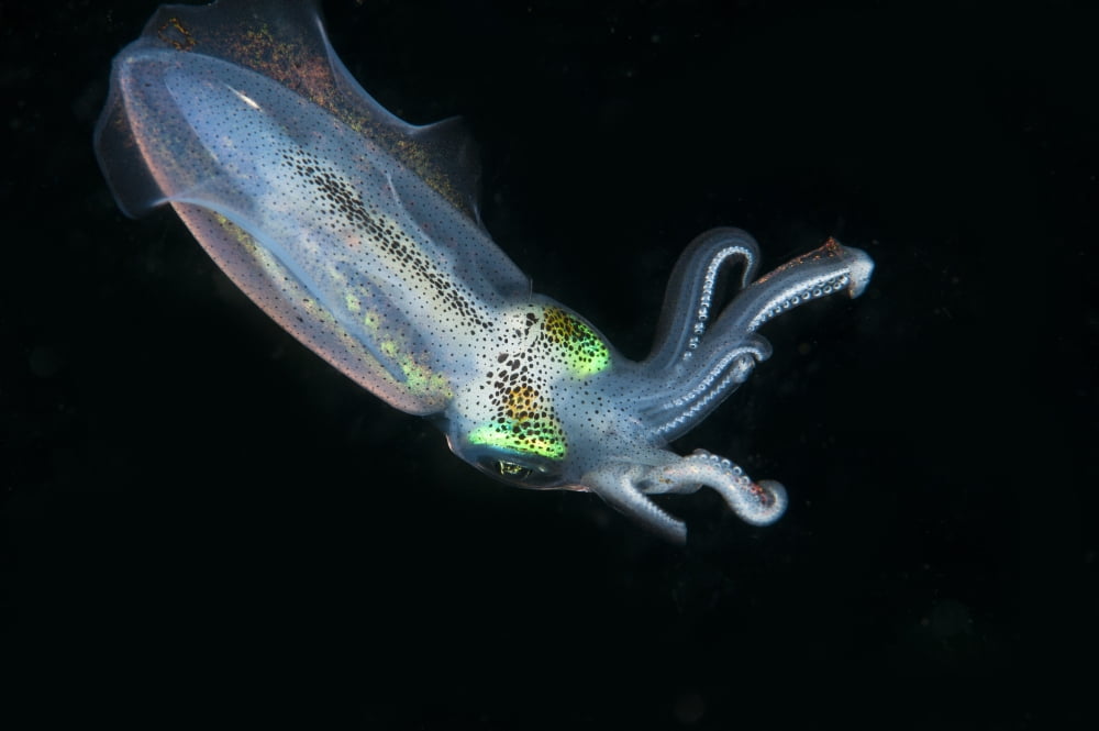 Bobtail squid North Sulawesi Indonesia Canvas Art - Beverly FactorStocktrek Images (35 x 23)