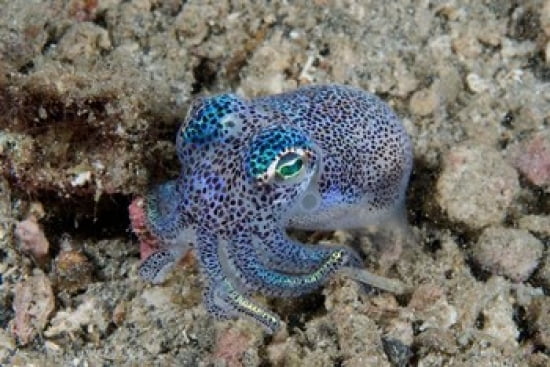 Bobtail squid marine life Canvas Art - Jaynes Gallery DanitaDelimont (26 x 18)
