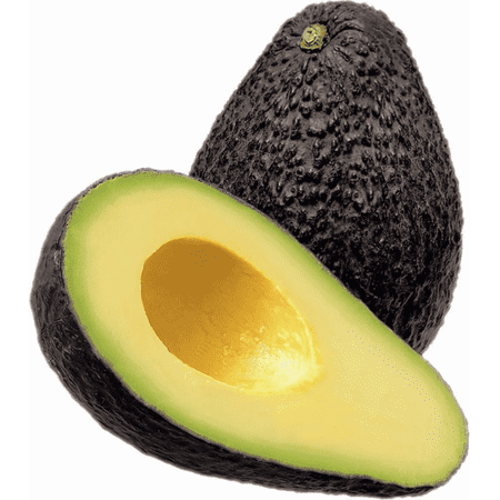 Boca Hydro Florida Hass Avocado Tree 102 – Grafted | Durable, Hurricane-Tolerant, Florida-Bred Hass | Thrives in Rain, Heat & Poor Drainage | Fast Fruiting, Compact | Great for Containers & Backyards