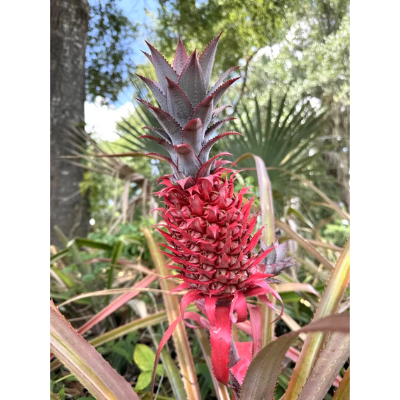 Boca Hydro Organic Florida Special Red Pineapple Plant
