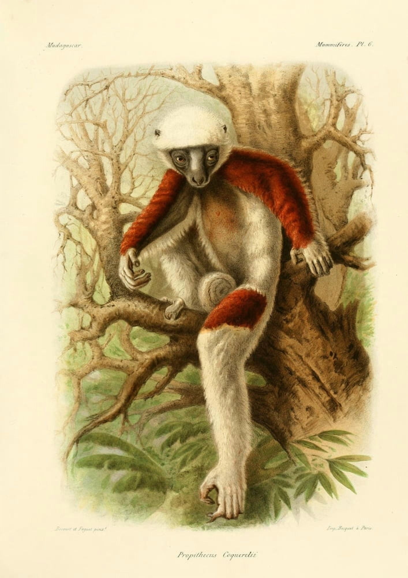 Bocourt (1819-1904) et Faguet Natural History of Madagascar 1885 Coquerels Sifaka Canvas Art - Bocourt et Faguet (24 x 36)