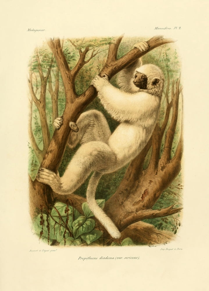 Bocourt (1819-1904) et Faguet Natural History of Madagascar 1885 Diademed Sifaka 1 Canvas Art - Bocourt et Faguet (18 x 24)