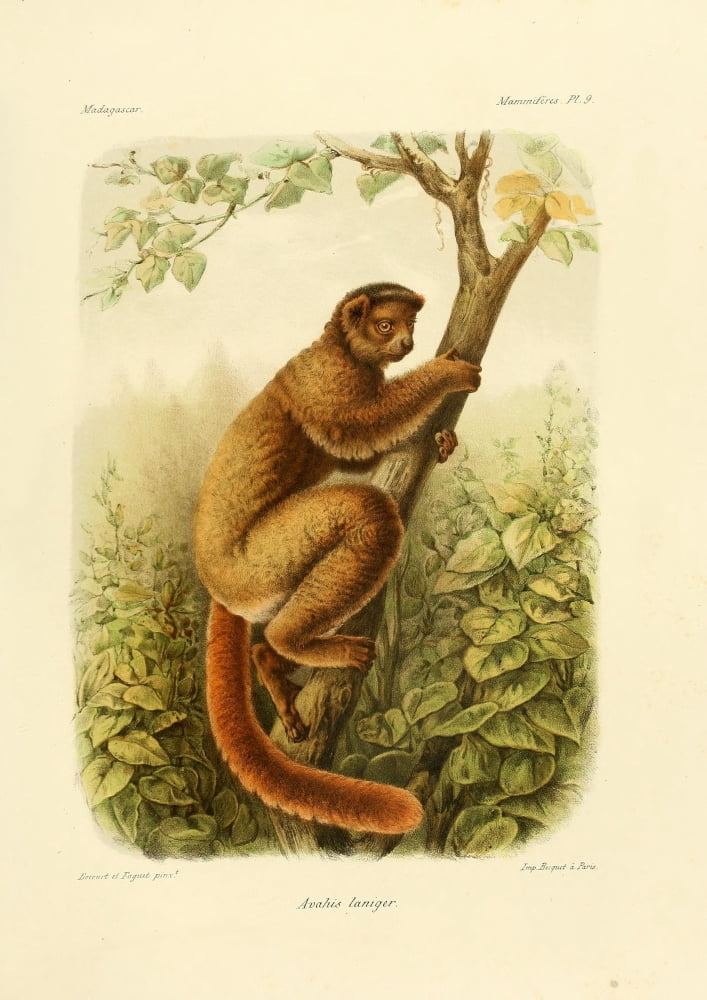 Bocourt (1819-1904) et Faguet Natural History of Madagascar 1885 Sifaka Avahis Laniger Canvas Art - Bocourt et Faguet (24 x 36)