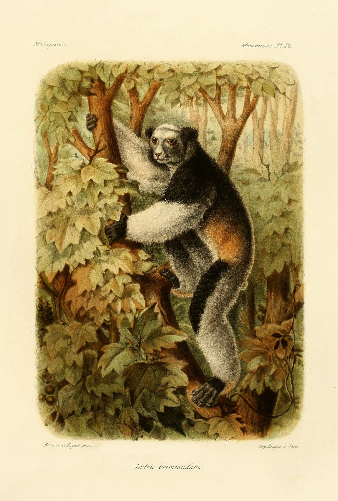 Bocourt (1819-1904) et Faguet Natural History of Madagascar 1885 Sifaka Indris Brevicaudatus Canvas Art - Bocourt et Faguet (18 x 24)