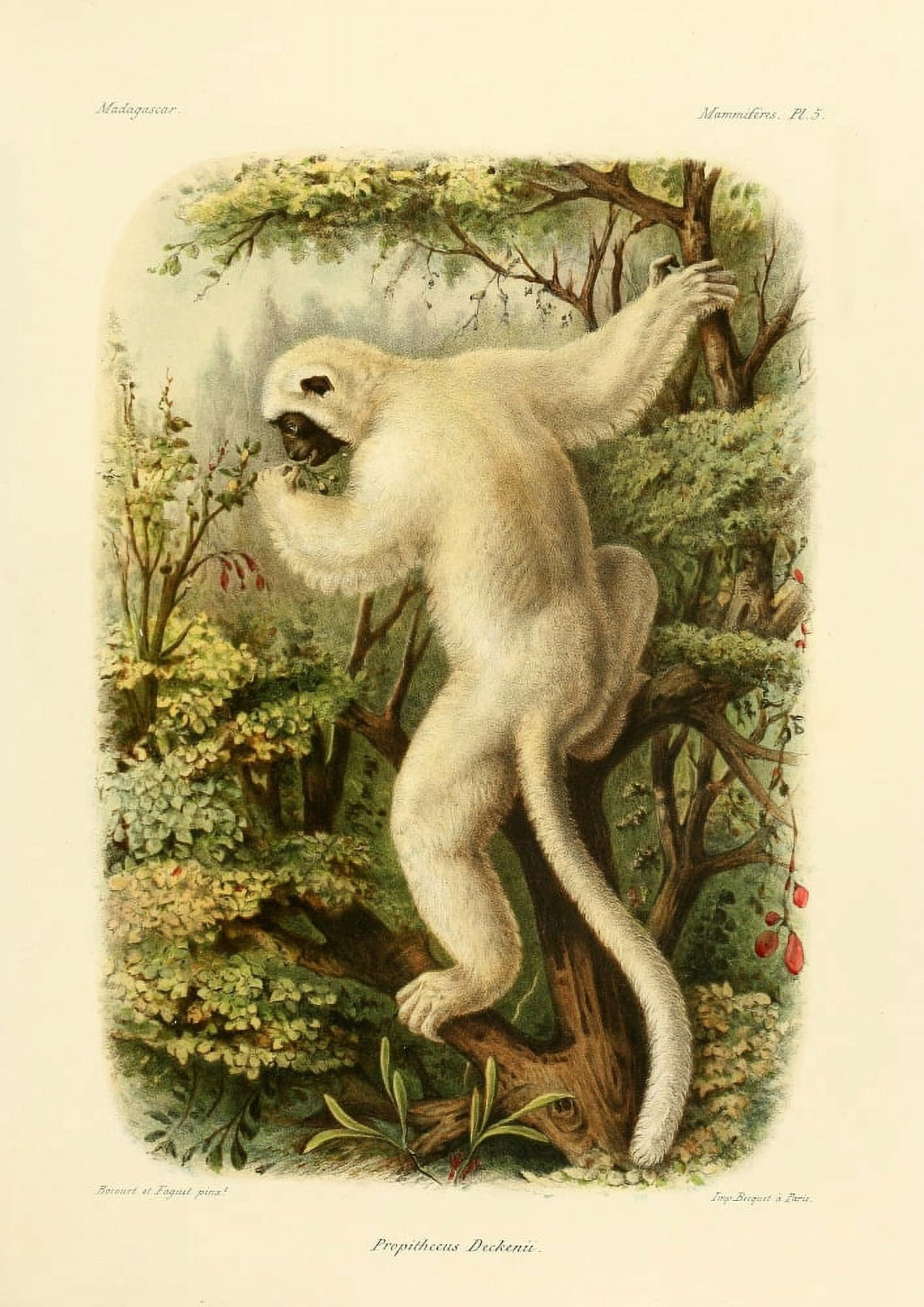 Bocourt (1819-1904) et Faguet Natural History of Madagascar 1885 Von de Deckens Sifaka Canvas Art - Bocourt et Faguet (18 x 24)