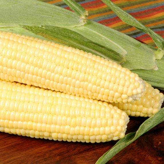 Bodacious R/M Hybrid Corn Garden Seeds - 5 Lb - Non-GMO, SE (Sugary Enhanced) Vegetable Gardening Seeds