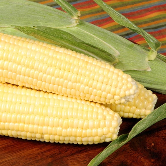 Bodacious R/M Hybrid Corn Garden Seeds (Treated) - 5 Lb ~10,155 Seeds - Non-GMO, SE (Sugary Enhanced) Vegetable Gardening