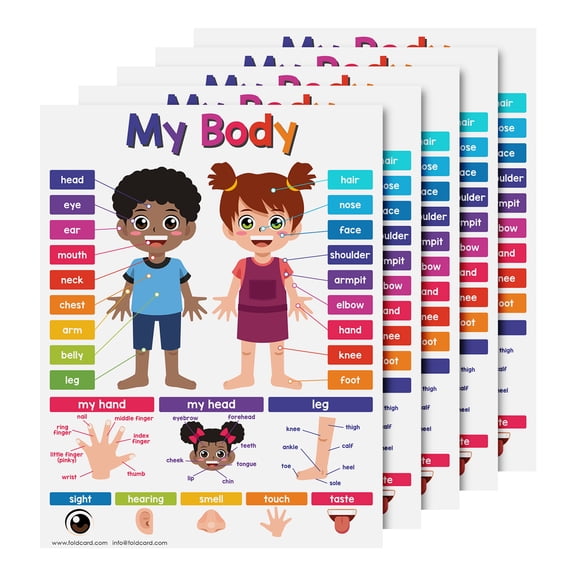 My Body Educational Chart for Preschool to Grade 1 Kids – Bright and Colorful Educational Visual / Learning Aid Poster for Classroom or Home | Glossy Durable Cardstock | 8.5" x 11" | 5 per Pack