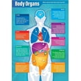thumbnail image 1 of Body Organs Science Classroom Poster - Biology Middle & High School Class Decoration, 1 of 1