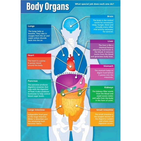 Body Organs Science Classroom Poster - Biology Middle & High School Class Decoration